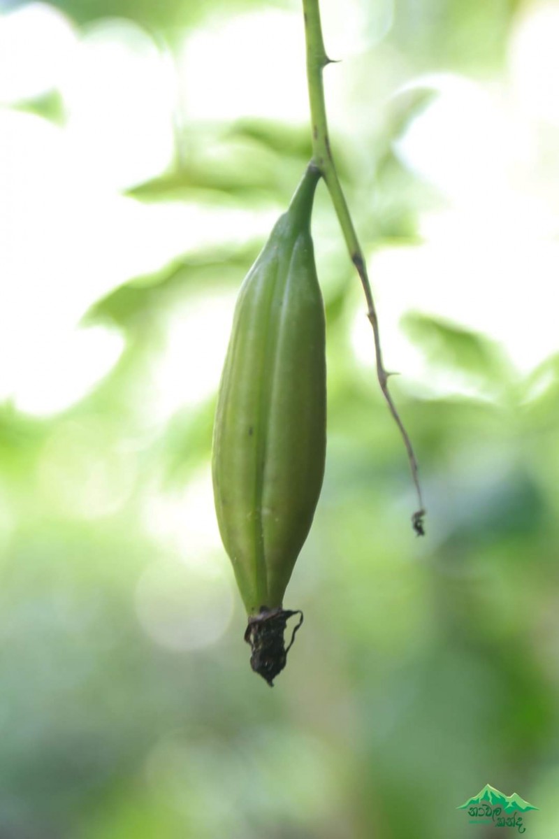 Cymbidium aloifolium (L.) Sw.
